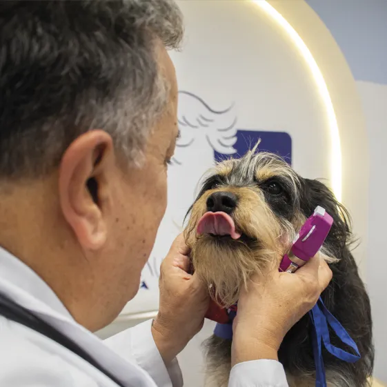M&eacute;dicos veterinarios